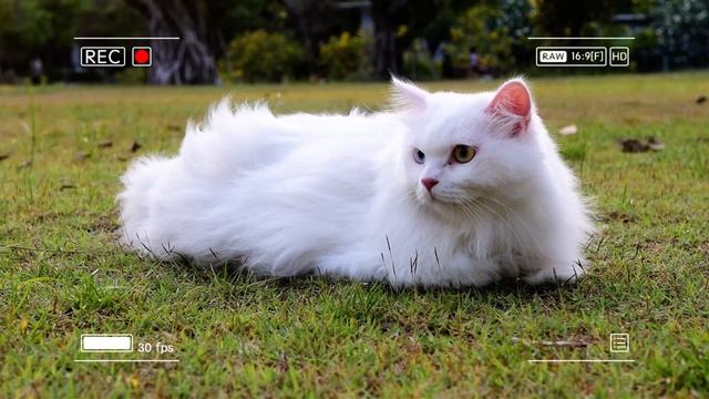 🐾 Мама-кошка подстригает шерст