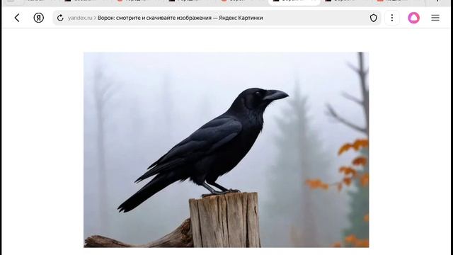 фильм укуси не убежиш видео есть кровь жестокость 🩵🐺💤😶🌫️🙀