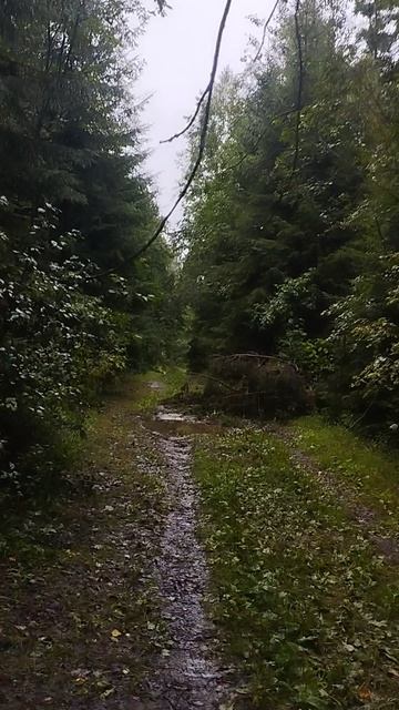 🛑Дорога конечно не айс,проще пешком