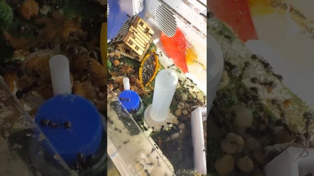Моя первая муравьиная ферма Жнецов
