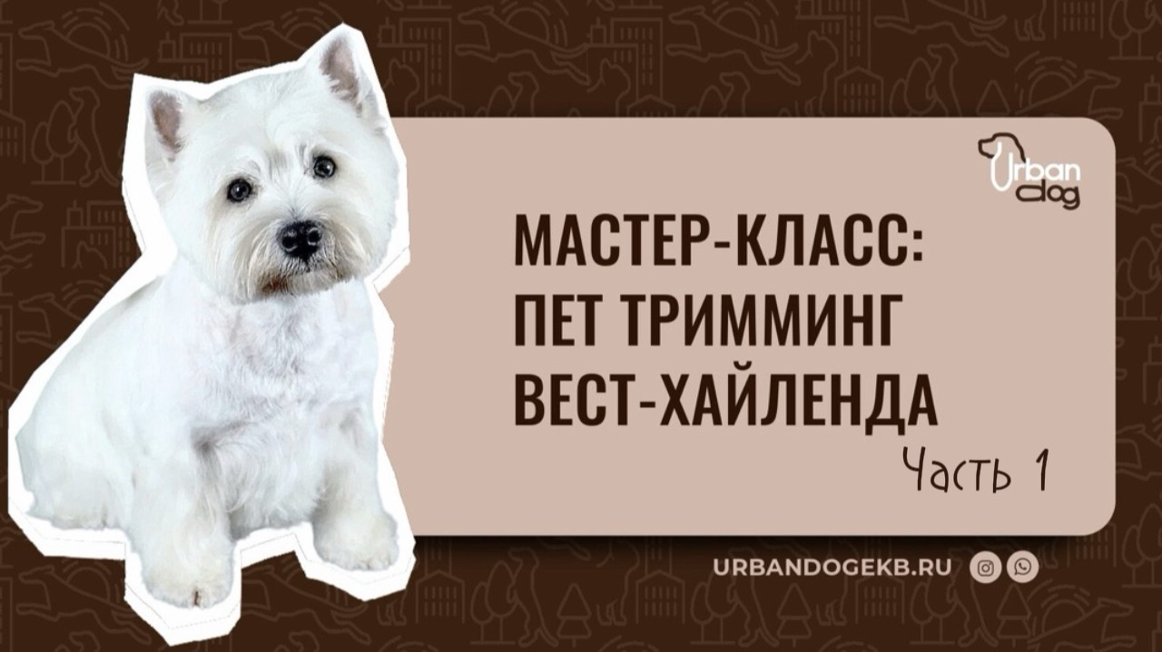 Тримминг вест-хайленд-уайт-терьера