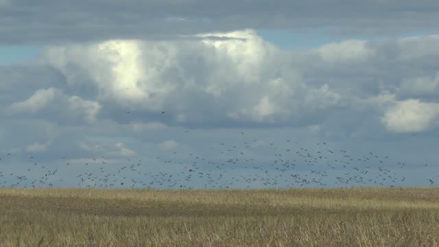 Вяхирь на рапсе