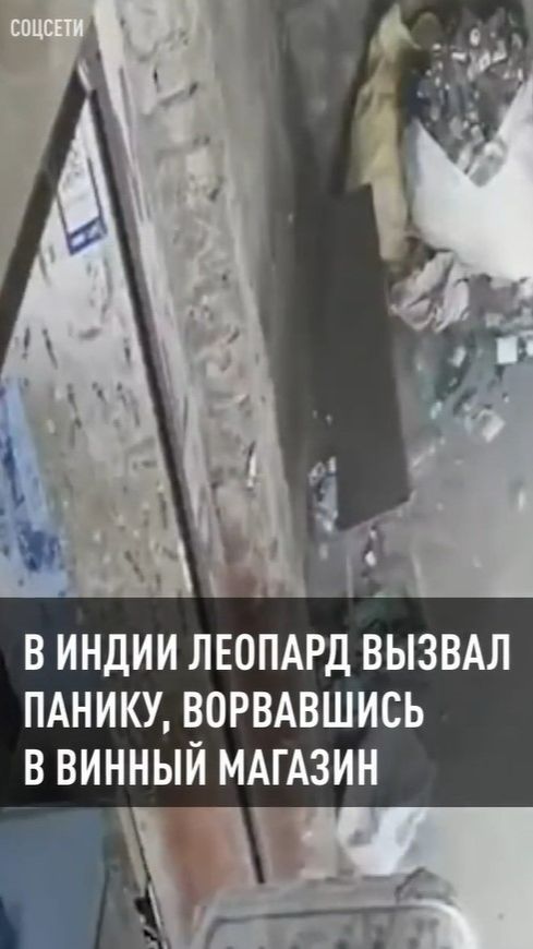 В Индии леопард вызвал панику, ворвавшись в винный магазин