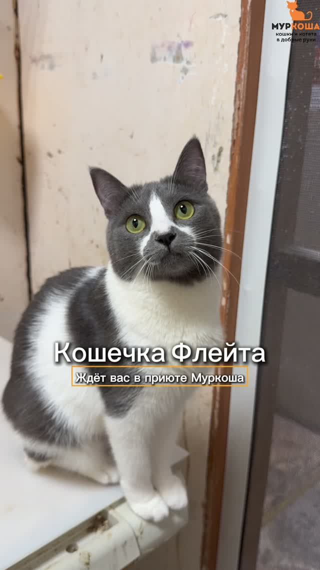 Флейта ждёт вас в приюте #Муркоша
