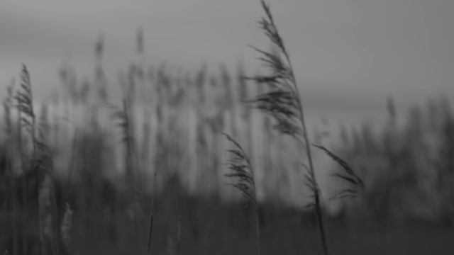 Grift - Svältorna