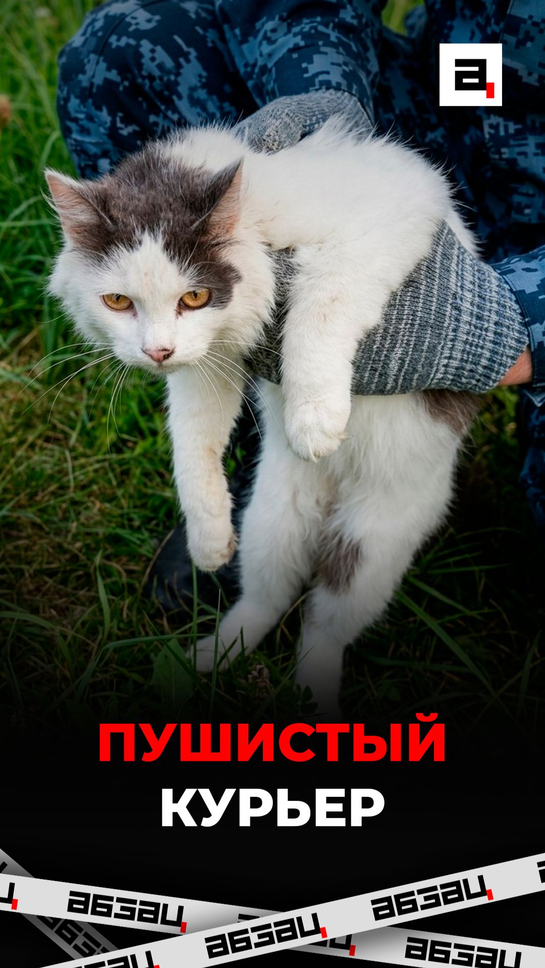 Пушистый курьер