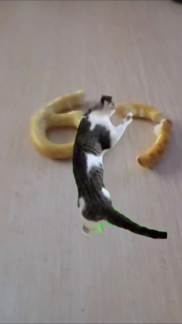 ШОК БЕДНЫЙ КОТ ОТБИВАЕТСЯ ОТ 67😱😱😱😱😱😱😱