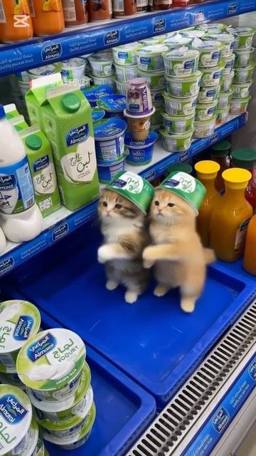Милые котята😍