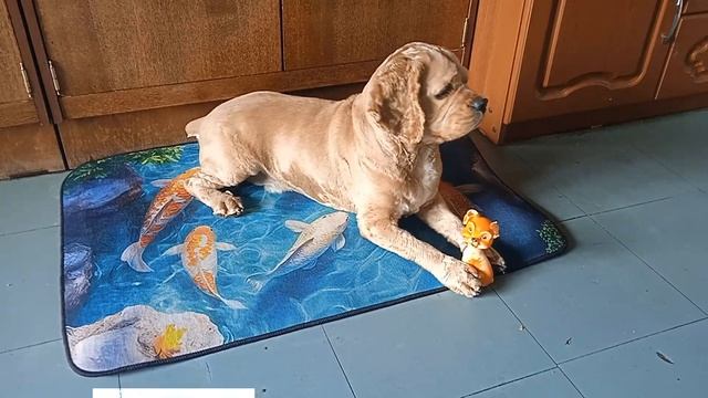 Арчи, ты выглядиш просто раскошно!