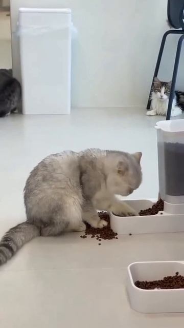 Видео от Tom and Сats / Кот на карте