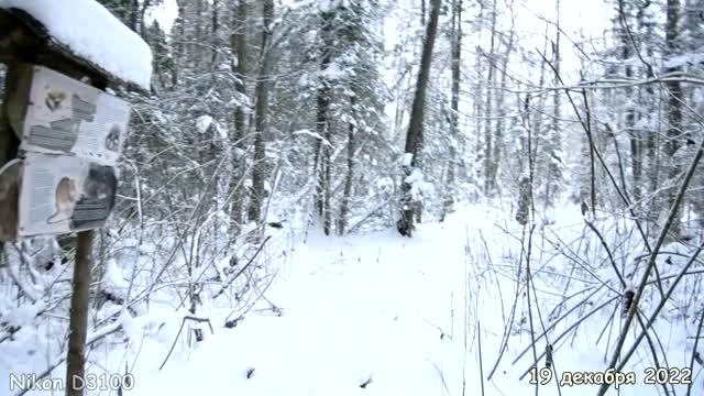 Экотропа в парке Зверинец зимой 2022 года.