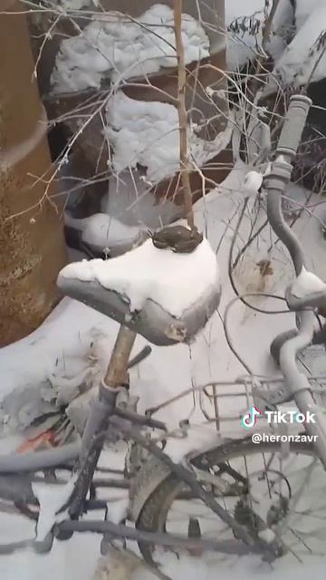 Лягушка зимой