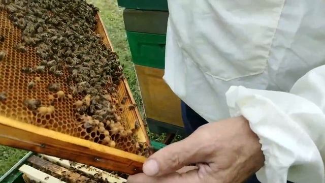 22 июля  что дала КОНТРОЛЬНАЯ РАМКА с открытым  расплодом