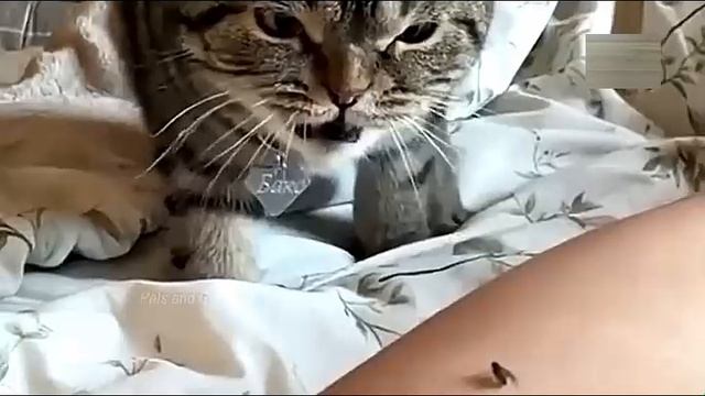Всячинки