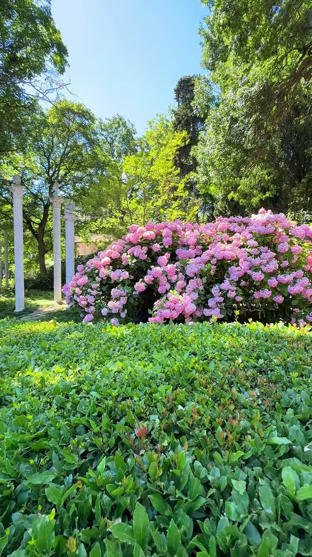 Южное лето в цветочных облаках 🌸