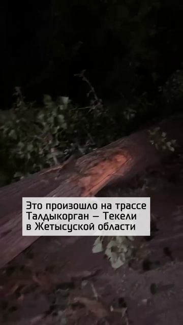 Дерево упало на машину
