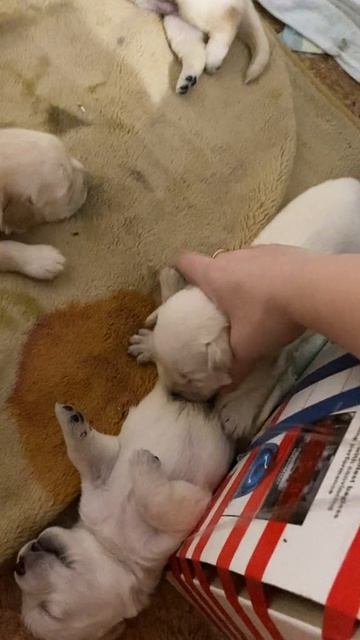 У всех в Семье так ахахах)))