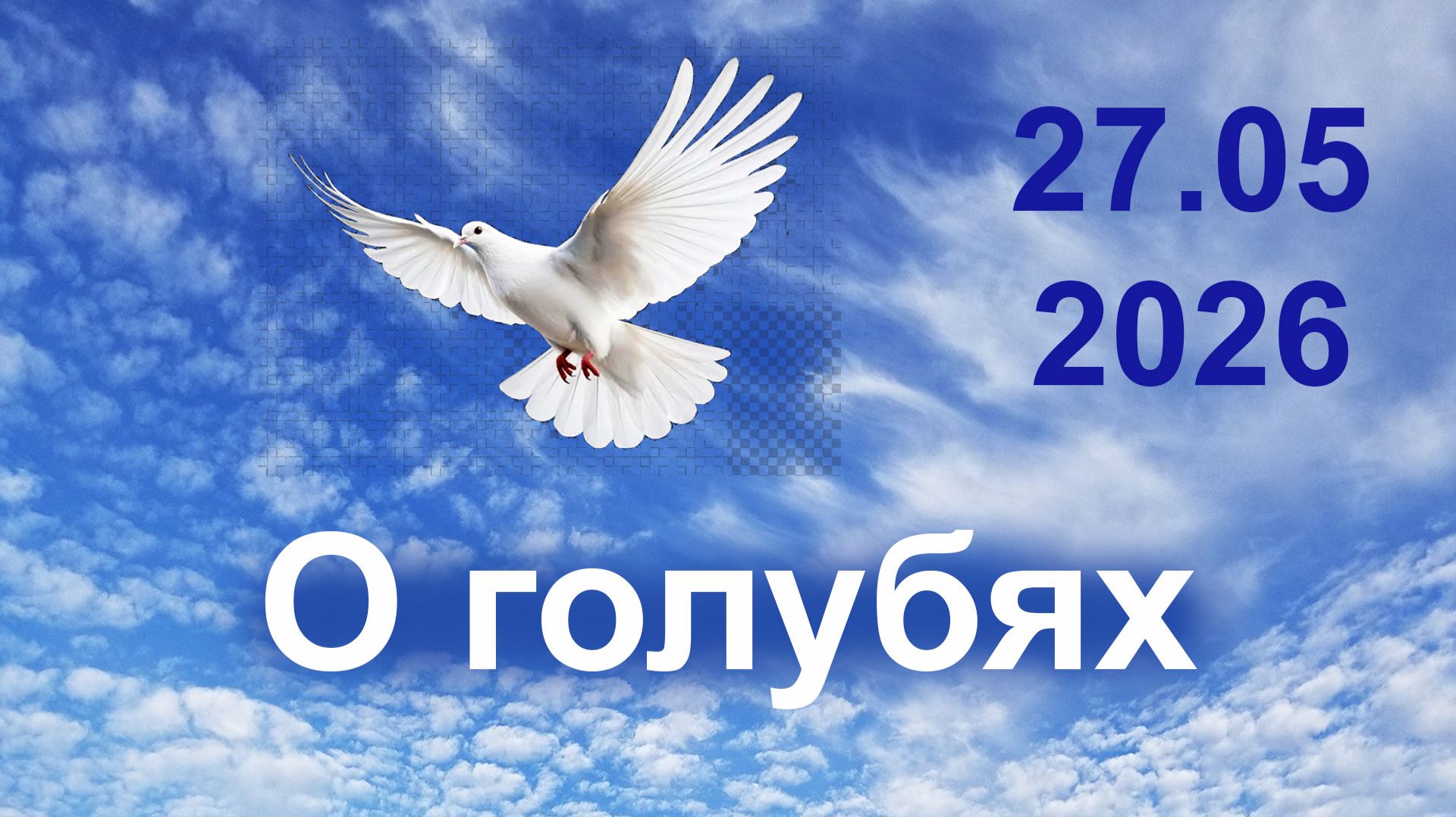 О голубях.  27.05.2026