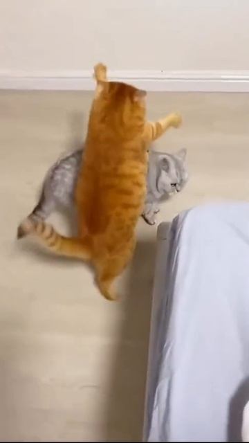 Милые усатые котики.