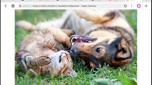 гав 🐶гав и мяу😺 мяу