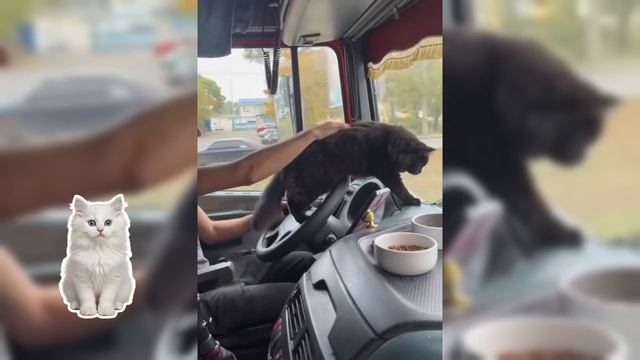 Коты -дальнобойщики.