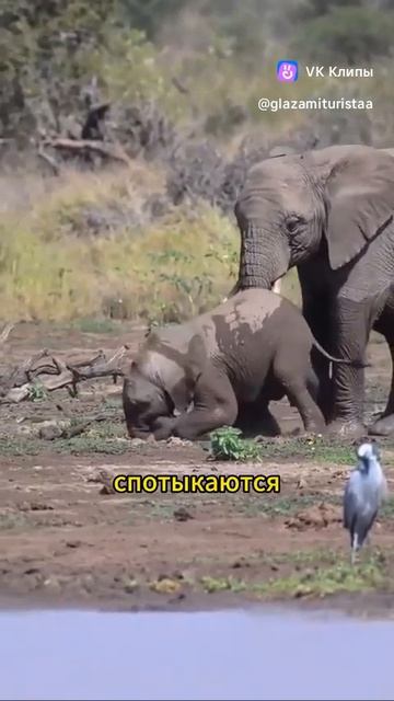 How a little elephant eat 🐘