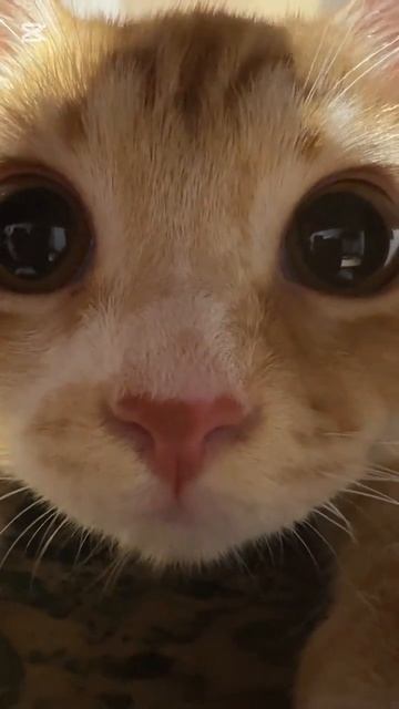 Милый котик😍