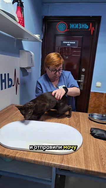 Как собрать мочу у кота на анализ.