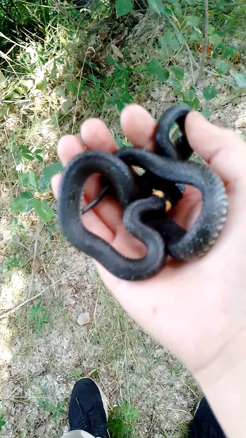 Поймал Ужа милашка 😍
