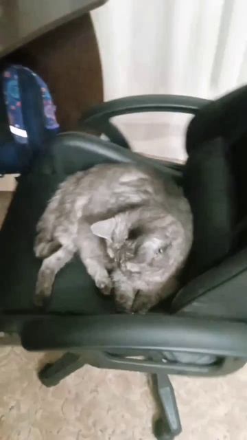Приколы животные