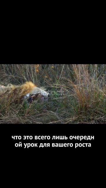 Львы от искры до пламени!