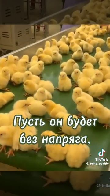 собачки