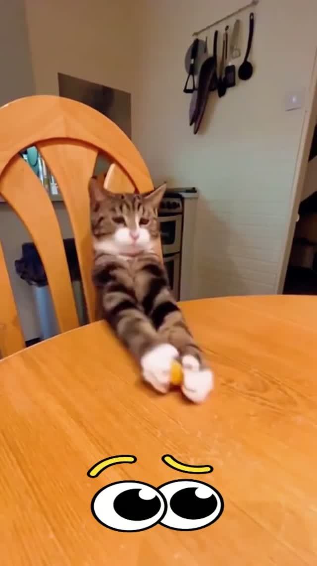 Голодные коты 🐱🤣