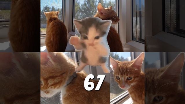 67