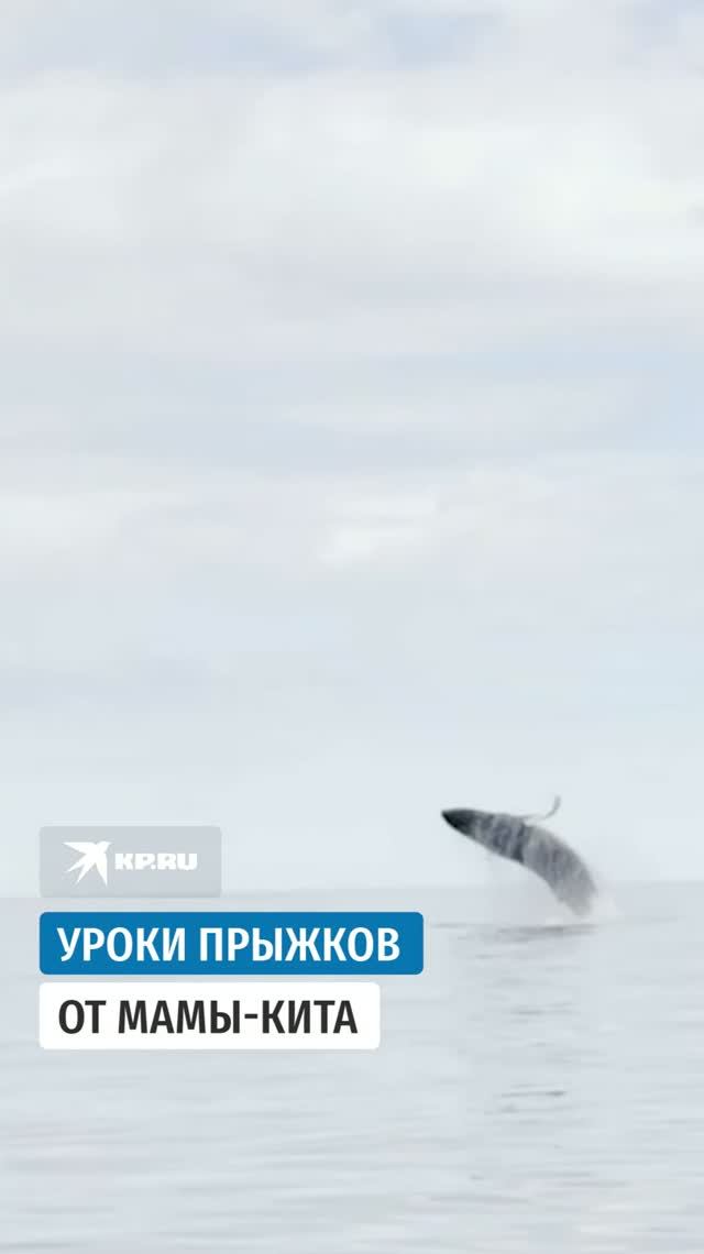 Уроки прыжков от мамы-кита