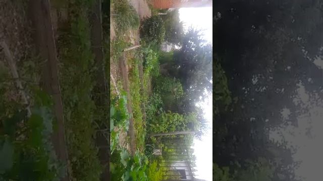 сад
