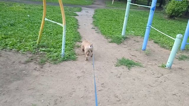 Утренняя прогулка Арчи после дождя!