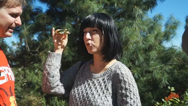 Чайные плантации в горах Цаншань, близ Дали, провинции Юньнань