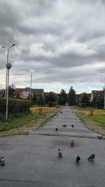 Наталии. Цветочный сквер в пасмурный июльский день. Великий Новгород