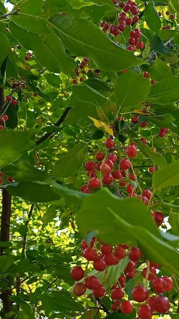 Красная черёмуха, лето, солнце, пение птиц, звуки природы.