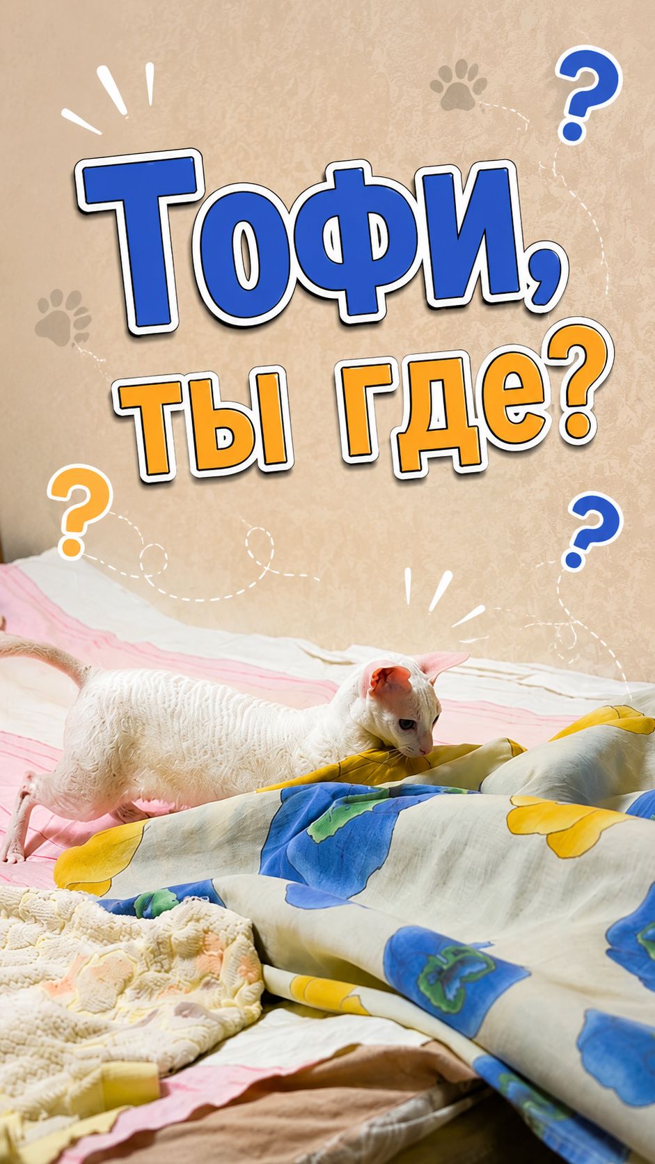 Тофи, 🐱 ты где? 😂