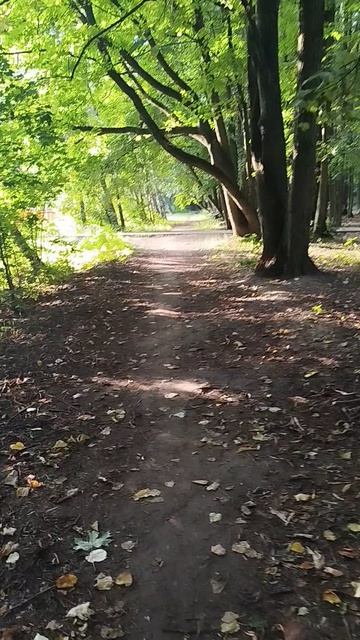 Живописная аллея в парке