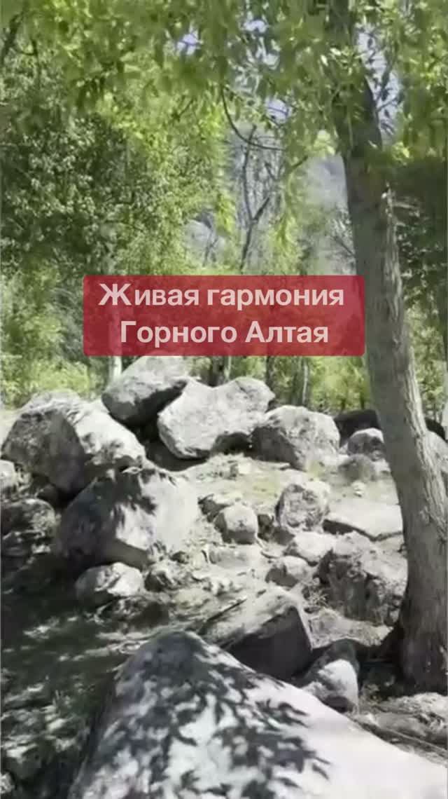 Живая гармония Горного Алтая #shorts