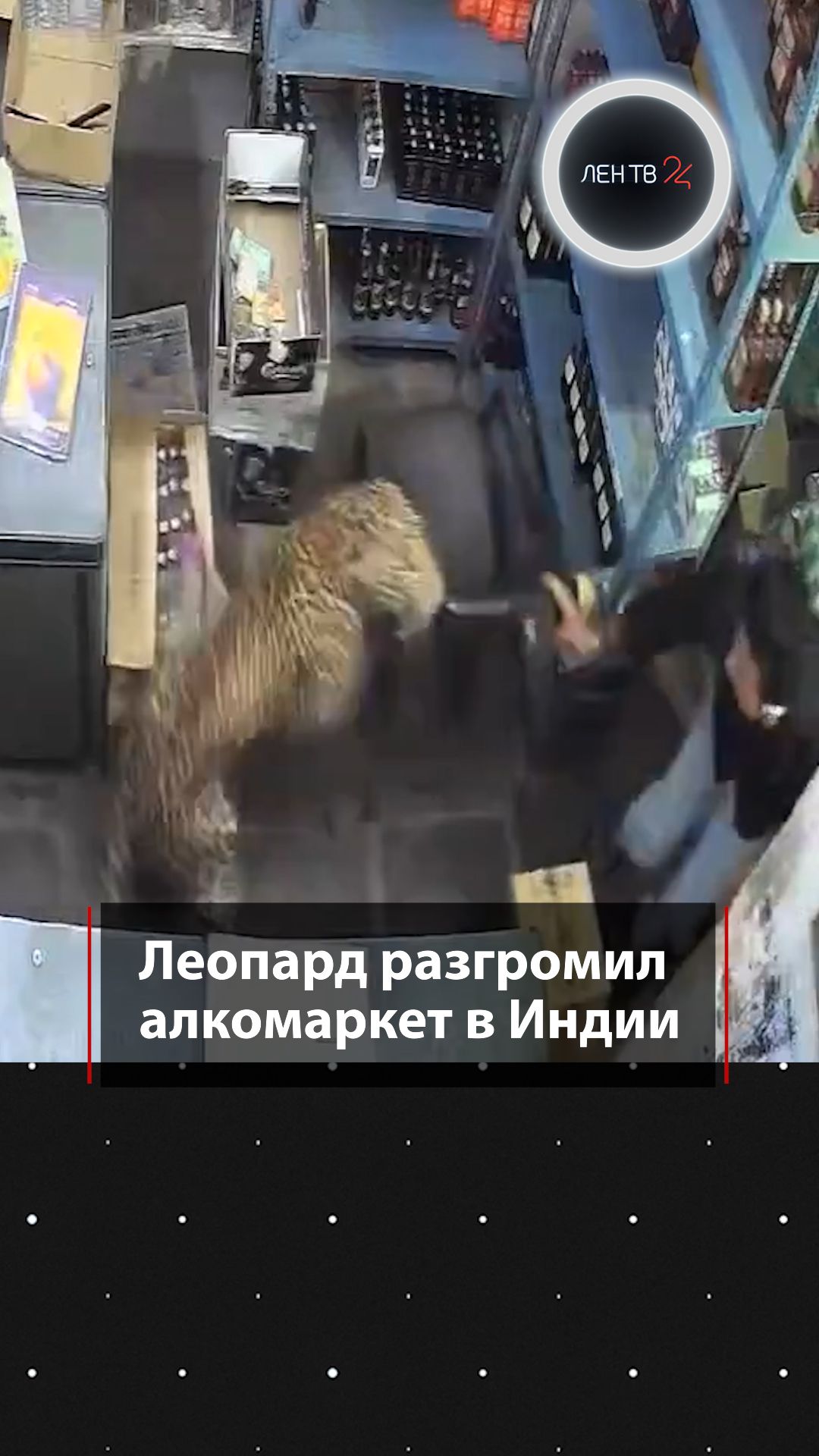 Леопард ворвался в алкомаркет и напал на троих человек в Индии