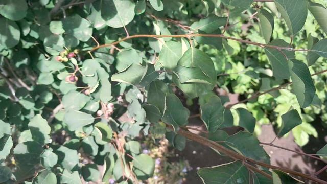22.07.2026 (ПРОДОЛЖЕНИЕ_ПРЕРВАЛОСЬ ТЕХН.ПРИЧ,) ОБЗОР☘️САДА _УРРА🍇ИРГА🍇😋😋🫠