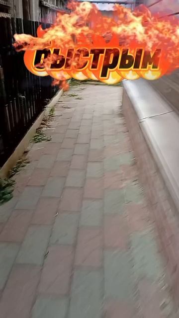 Лабрадор Персик и его эмоции 😂 Какой ты сегодня?
