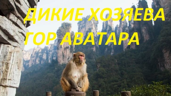 Встреча с дикими обезьянами в сердце Китая.