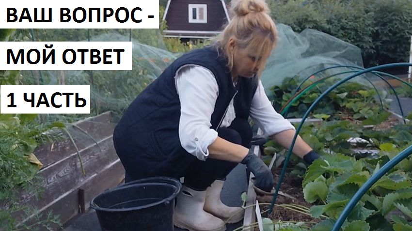 Ваш вопрос-мой ответ 1часть 2026.
