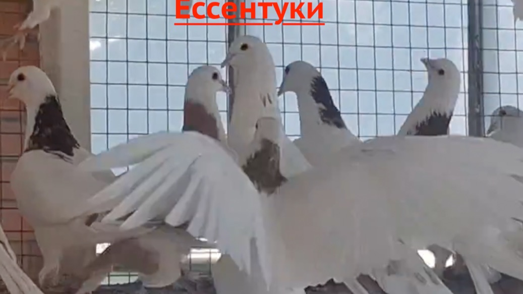 Широкохвостые шейки д.Кости в Ессентуки! 2026г
