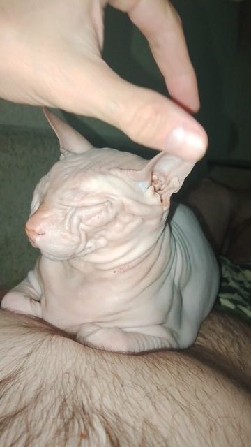 Кот сфинкс.
